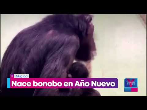 Video: ¿Por qué el bonobo es una especie en peligro de extinción?