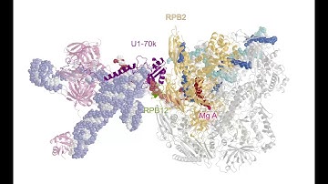 Structure of transcribing Pol II-U1 snRNP complex.