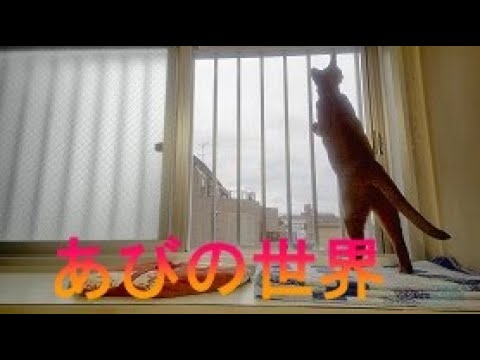 ネコ動画あび＃1230 あびの毎日 アビシニアン あび - YouTube