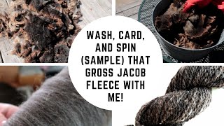 How To Wash A Fleece (Jacob) the EASY Way for Longdraw/Woollen Spinning!