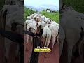 Hora del Aprieto: Llevando el Ganado al Corral 😂🐄