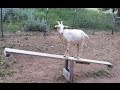 Goats on teeter totters