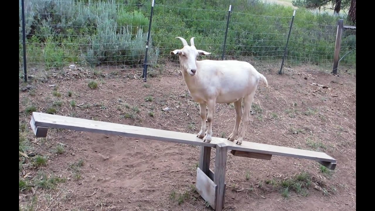 Goats on Teeter Totters YouTube