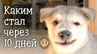 Щенок из коробки. Каким он стал через 10 дней!? Щенок из коробки. Каким он стал через 10 дней!?