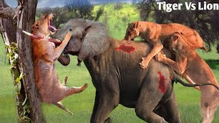 Elephant almost killed Lion||Tiger||Hyena #lion #tiger #hyena