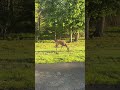 Feeding two deer early morning - usually there are 3 or 4, they must have slept late