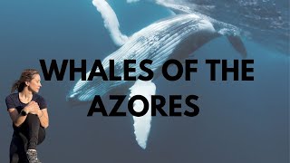 My Week as a Whale Scientist in the Azores