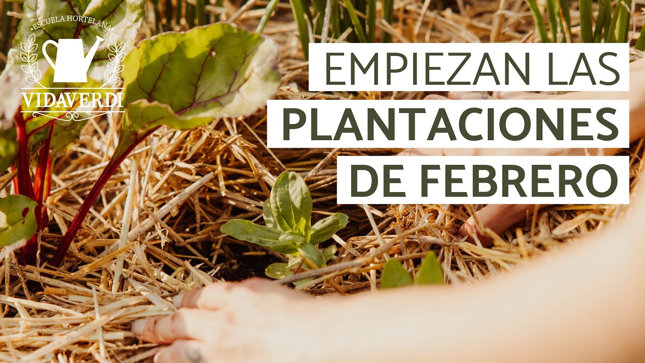 ¿Qué Plantar en Febrero en la Huerta? | Planificación Cultivos