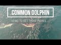 Common dolphin south africa sea search part 1