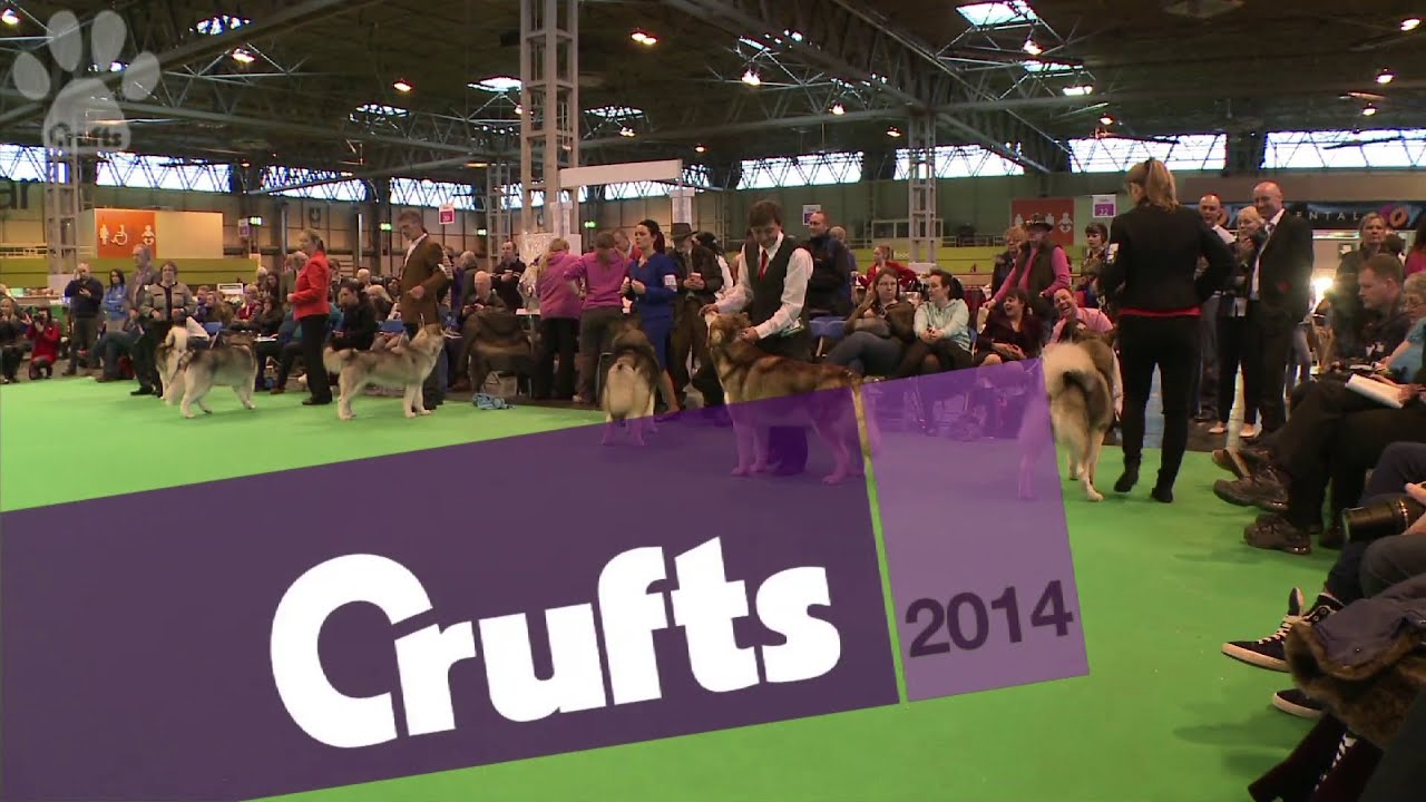 Best of Breed | Alaskan Malamute | Crufts 2014