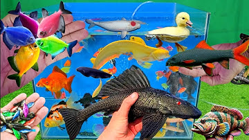 Video tổng hợp cá cảnh đẹp, vịt, vịt con, cá koi, cá trê, cá sặc, cá chuột mã thiên