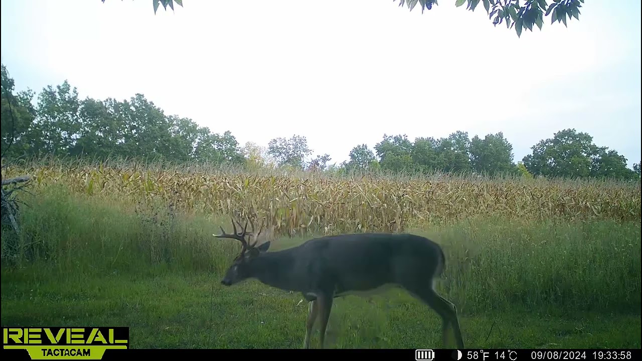 Beautiful 10 point buck 
