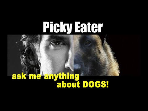 วีดีโอ: ถามสัตวแพทย์: ฉันควรจะให้อาหารสุนัข 