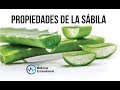 SÁBILA BENEFICIOS y RIESGOS 🌱 USOS y PROPIEDADES 🌹 MEDICINA EXTRAORDINARIA