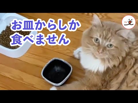お皿からじゃないと食べたくないニャンコ｜PECO