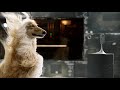 IPhone 11 Pro Commercial 