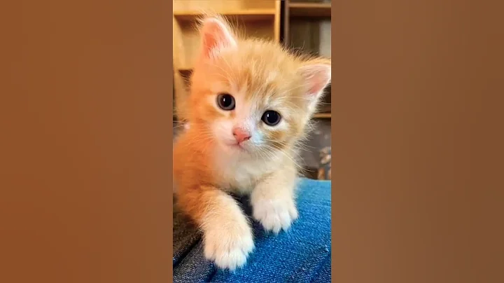 Video 7836161: cats catlover kitten kitties, kitten funny catlover kitty, little kitten meowing