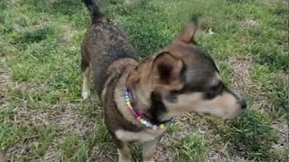 Swedish Vallhund pup SOCCER SKILLS by HM CHANNEL 18 views 7 years ago 1 minute, 56 seconds