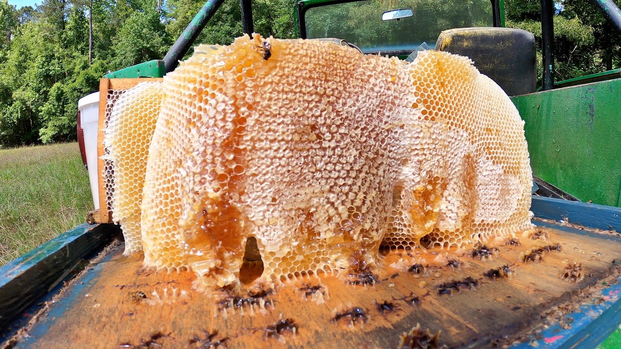 80 Pounds of Liquid GOLD - Honey Harvest 2024