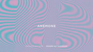 Kamikaze Scotsmen - Anemone