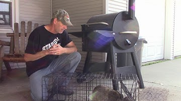 Two Coons in One Trap   Tomahawk Live Trap