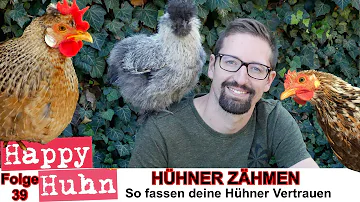 Wie kann man Hühner beruhigen?