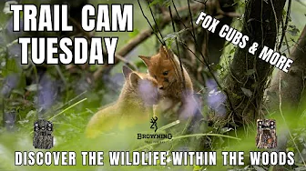 Cornish Woodland Fox Cubs | Mammals | Trail Camera Footage from our Private Woods | Browning HP4 HP5