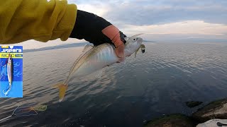 İzmir Körfezinde İstavrit Avı... horse mackerel fishing in İzmir Gulf