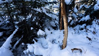 Snowy Weather Deer Hunting Strategies