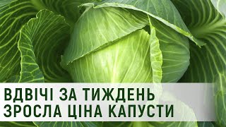 Рекордно зросла ціна капусти за тиждень | телеканал Вітер
