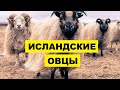 Разведение овец Исландской породы как бизнес | Овцеводство | Исландские овцы