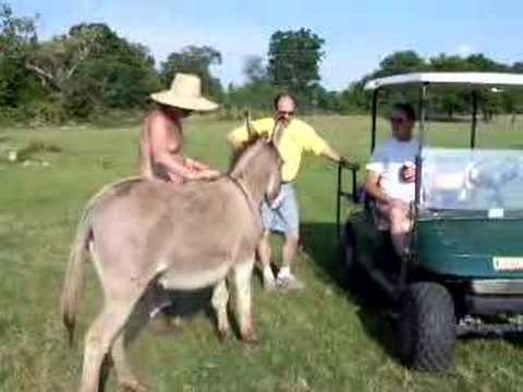 South GA Donkey & Friends