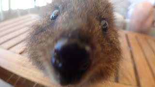 When Quokkas Attack