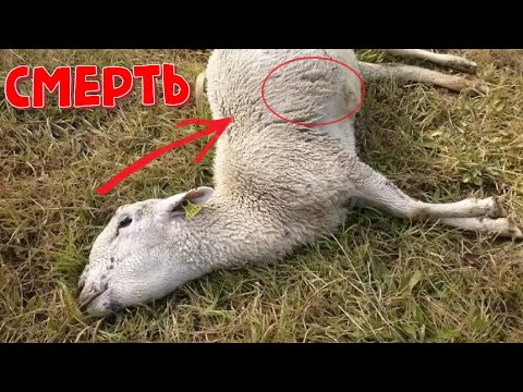 Видео: Болеют ли овцы при стрижке?