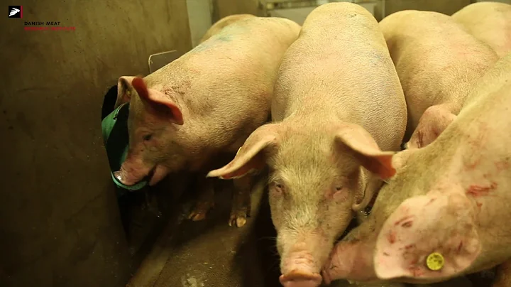 Slaughtering pigs in a humane way - DayDayNews