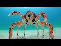 Will Robot Spider Crab Be Able To Protect Crab From Stingray?