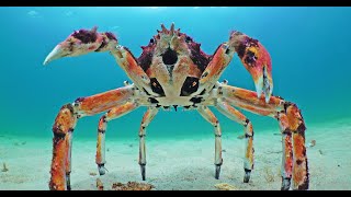 Will Robot Spider Crab Be Able To Protect Crab From Stingray? by John Downer Productions 534,411 views 10 months ago 3 minutes, 53 seconds