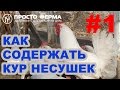 Просто ферма | Клеточное содержание кур несушек | Выпуск №1