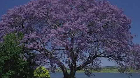 Jacaranda  a song by Pablo Benavides