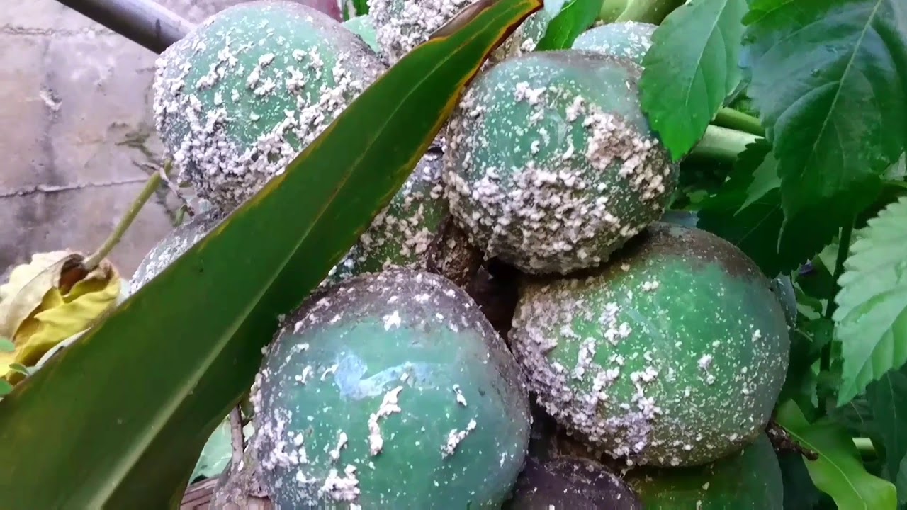 閲覧注意 白い害虫ミカンコナカイガラムシにやられたパパイヤの樹木をバッサリ切る Youtube