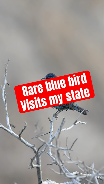 I found a RARE blue bird in my state!!