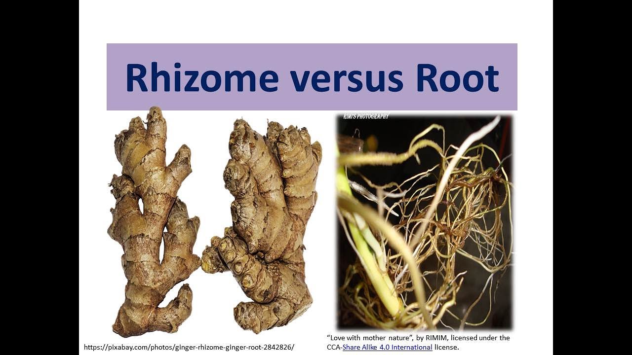 Roots Vs Rhizomes Comparison Of Roots And Rhizomes Modified Stem Roots Vs Rhizomes Comparison Of Roots And Rhizomes Modified Stem
