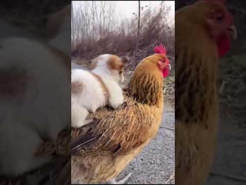 شوف الكلب والدجاجه