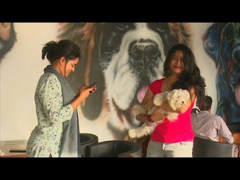 Индийцы довольны услугами кафе для собак