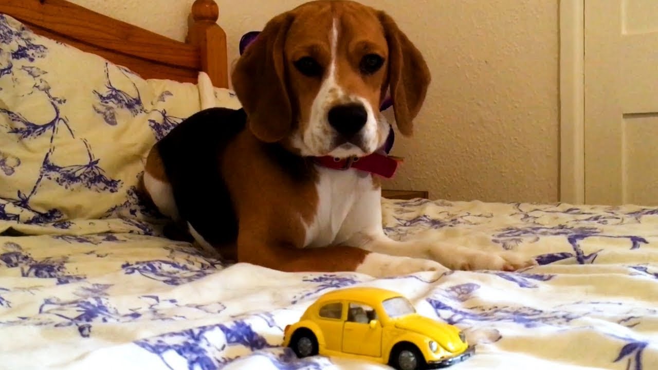 Puppy vs Beetle #48 | Arnold The Beagle 