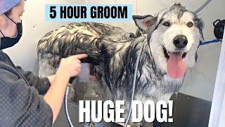 5 HOUR Rescue HUSKY Groom | Mobile Dog Grooming