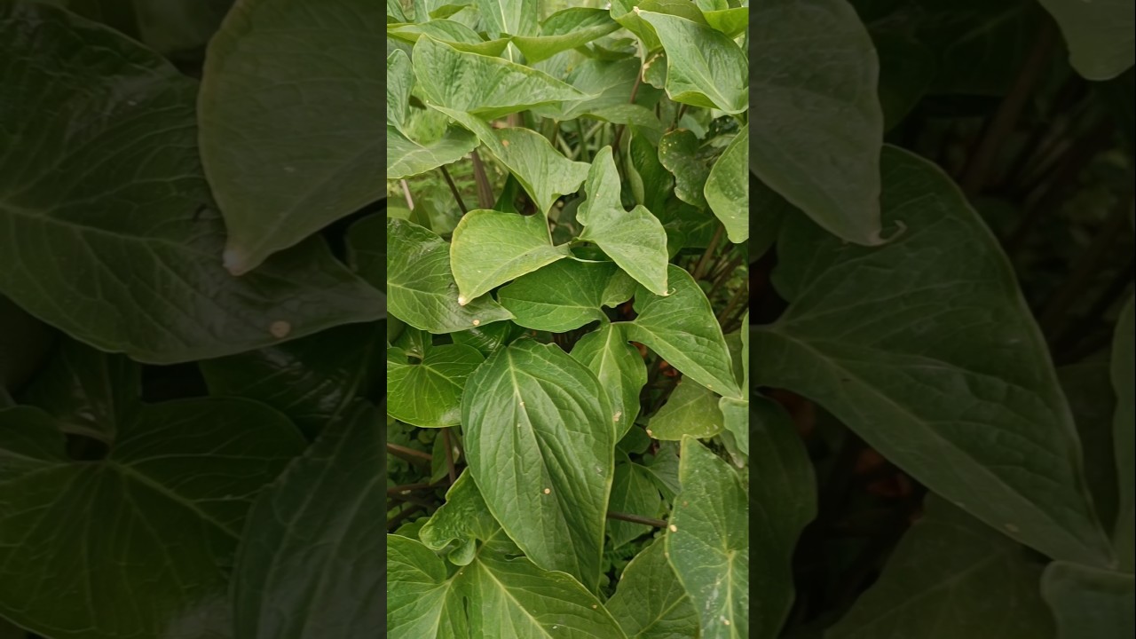 Typhonium | Bengal arum