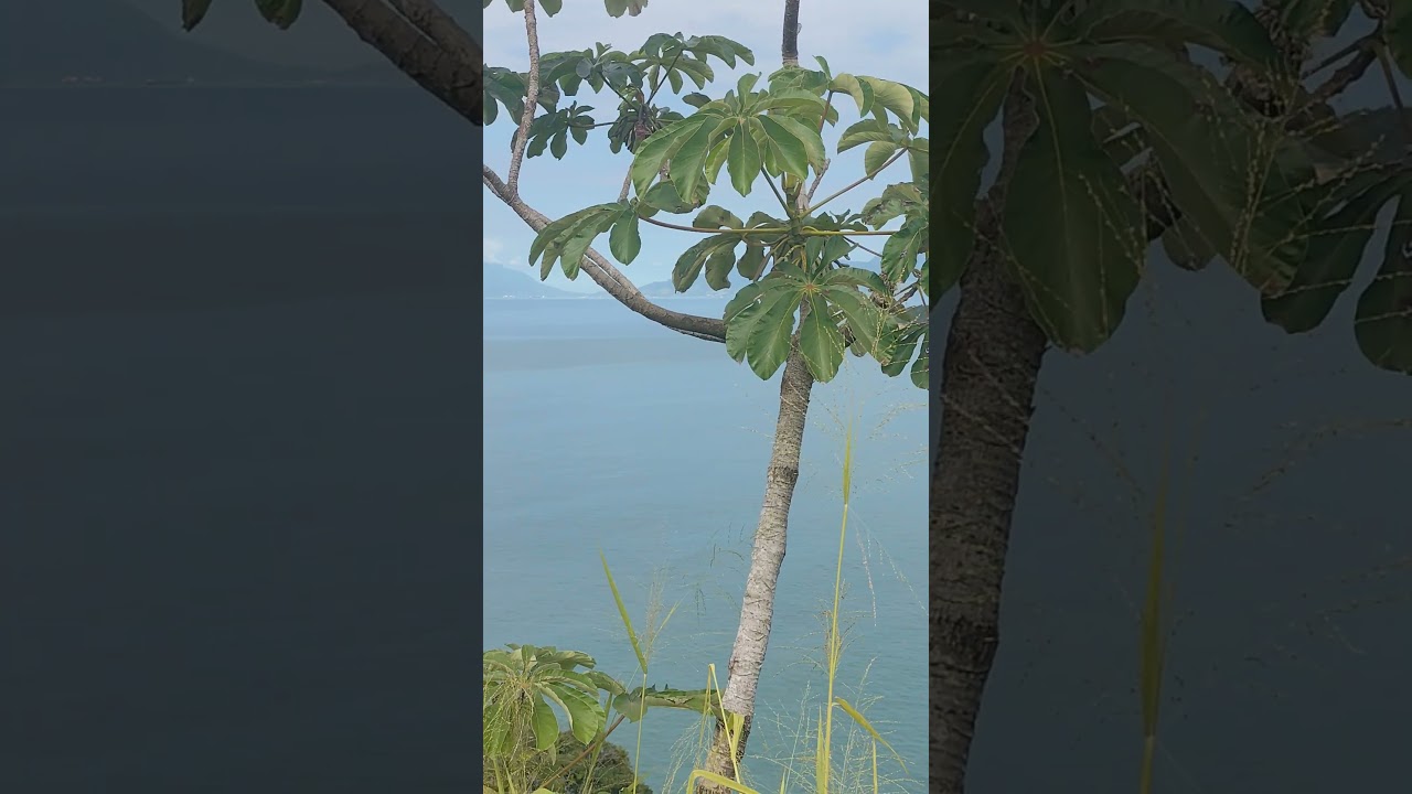 Trilha praia da Lagoa - Ubatuba
