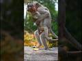 سکس میمون در جنگل حقایق کوتاه شگفت انگیز حقایق فوق العاده میمون 