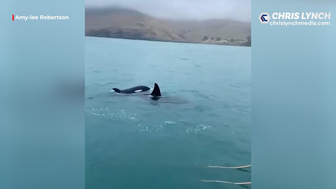 Orca Pendleton Close encounter with three orca in Lyttelton. - YouTube